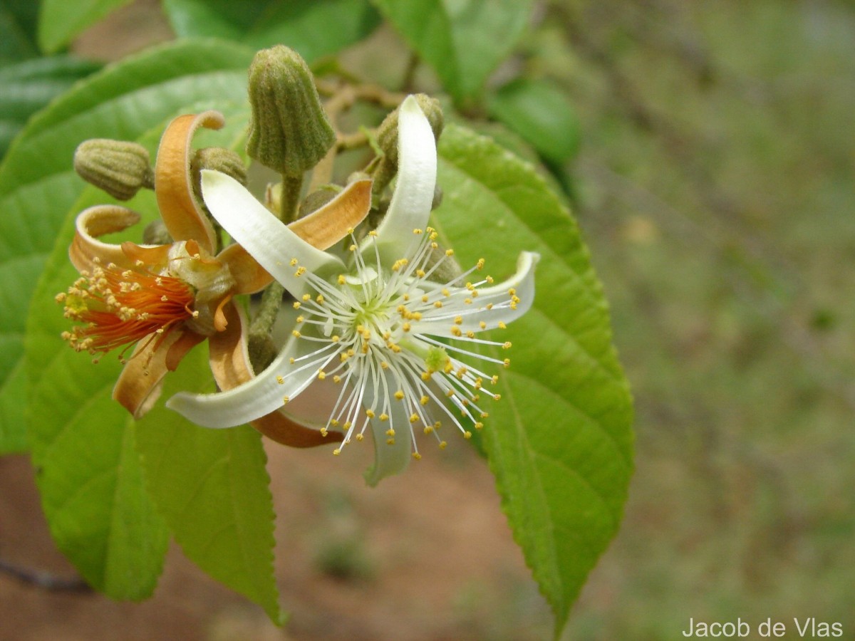 Grewia orientalis L.